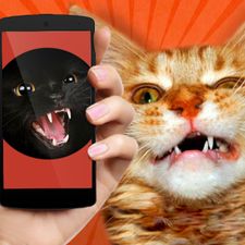 Взломанная Дразнить Котов: Звуки на Андроид - Взлом все открыто