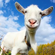 Взломанная Crazy Goat FREE на Андроид - Взлом на деньги