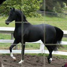 Пазл - Красивые лошади