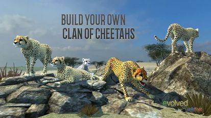  Clan of Cheetahs   -   