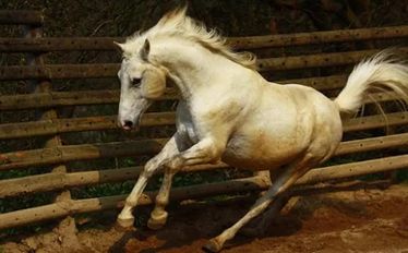 Взломанная Пазл - Красивые лошади на Андроид - Взлом все открыто