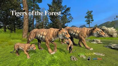  Tigers of the Forest   -   